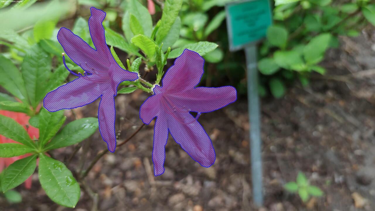 Rhododendron flowers