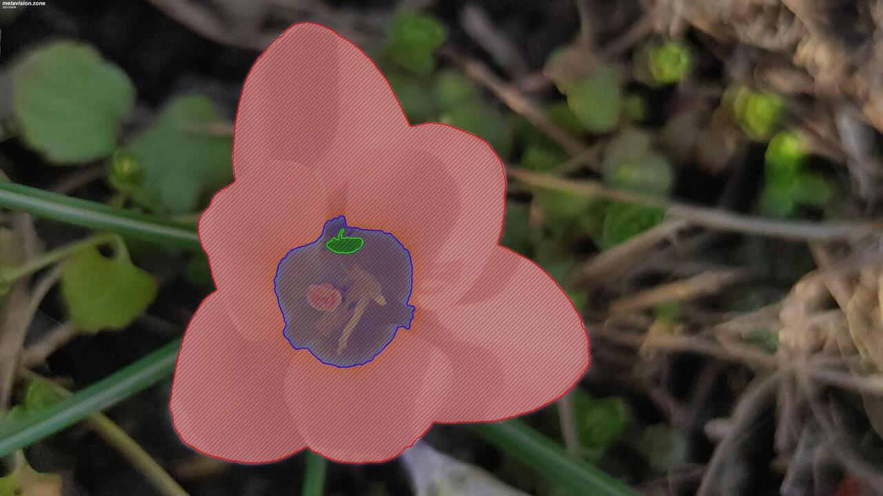 Semantic spring crocus (giant crocus)