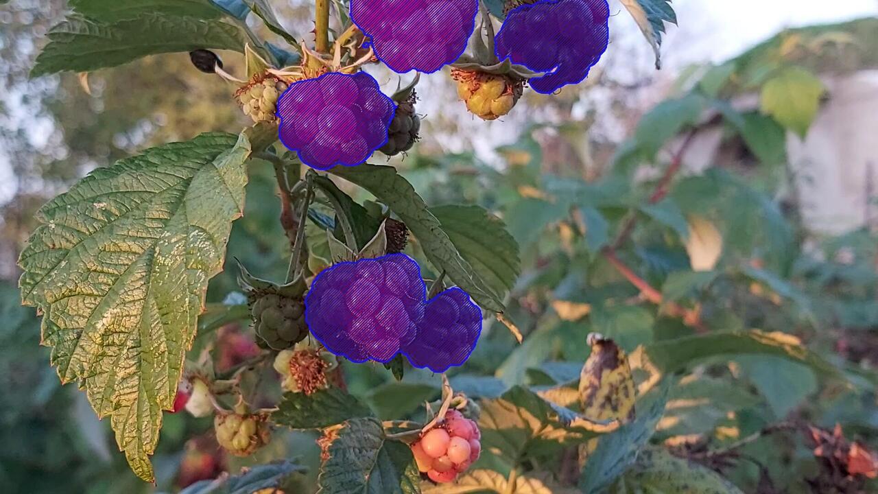Red-fruited raspberries