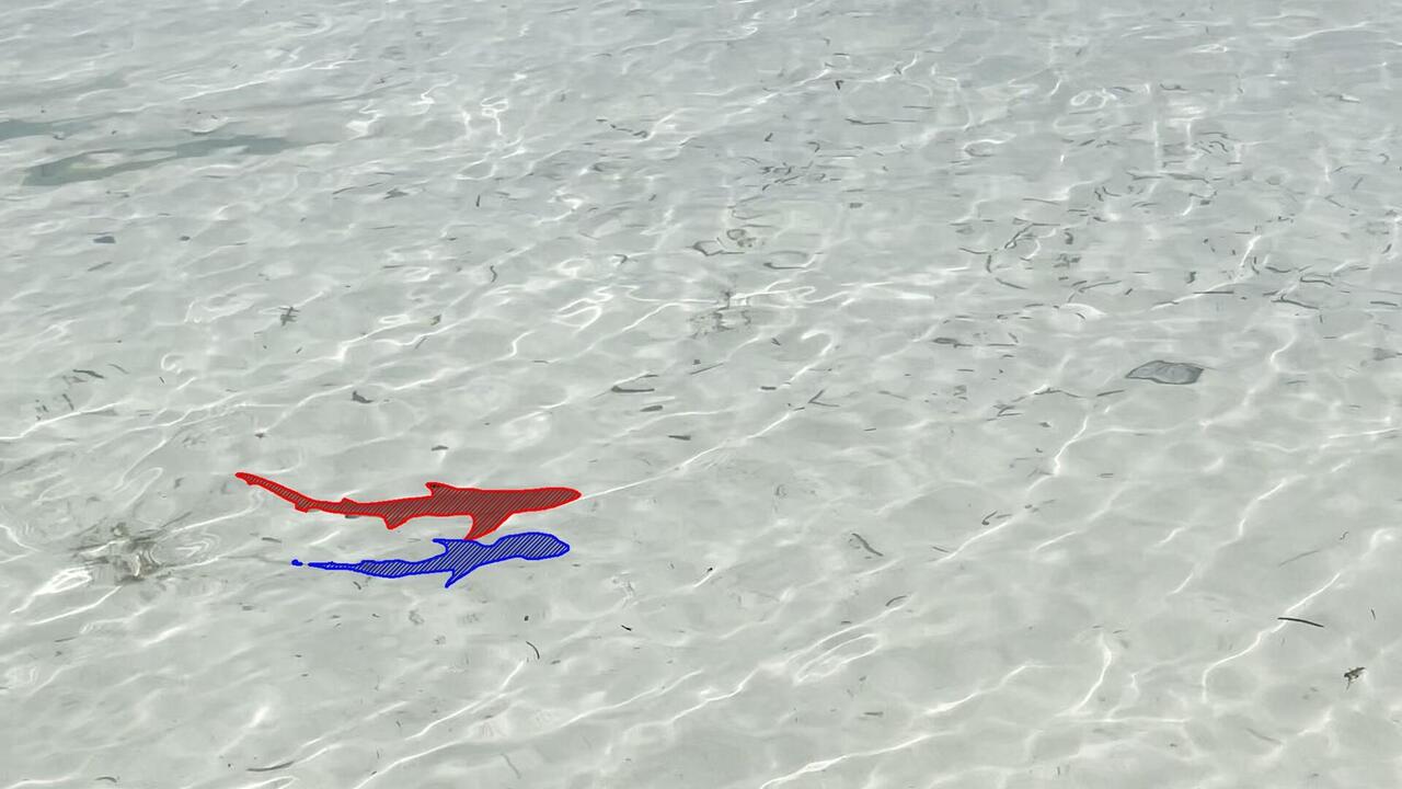 Baby shark hunting