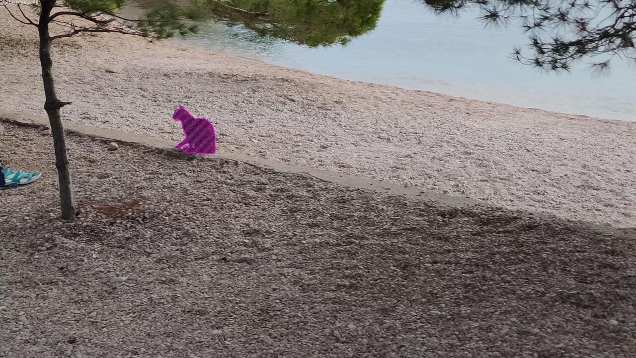 Just an ordinary cat