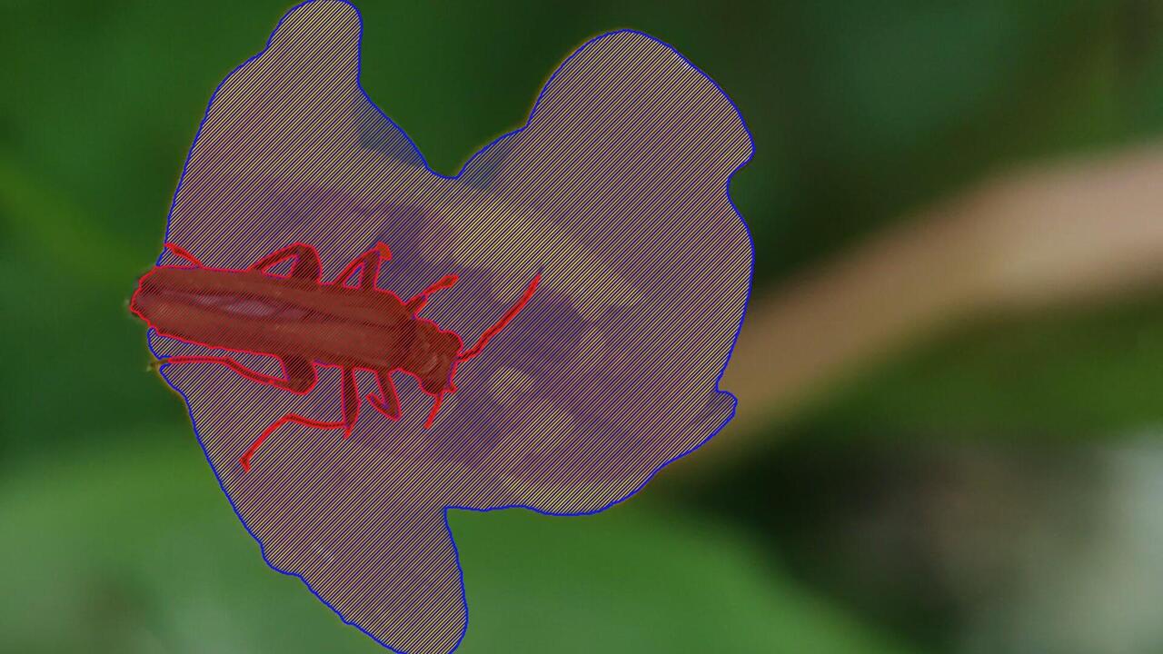 Celandine or woods poppy
