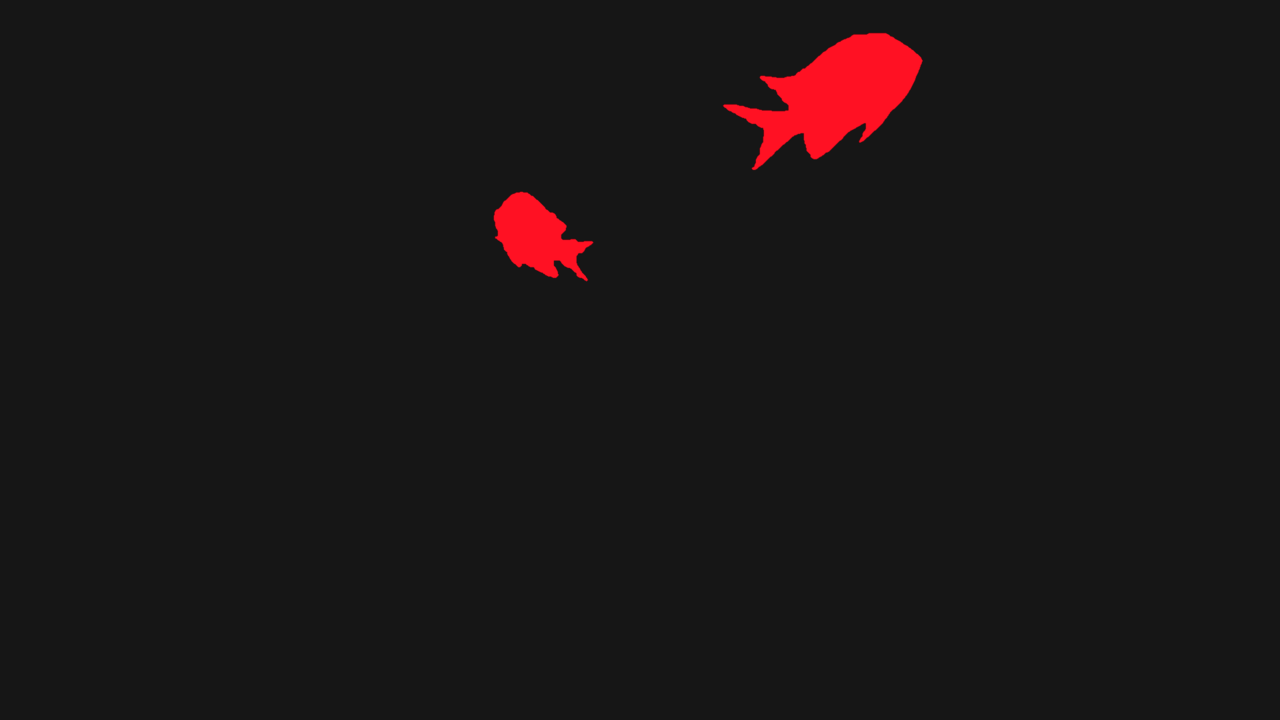 Egyptian Red sea sergeant major fish