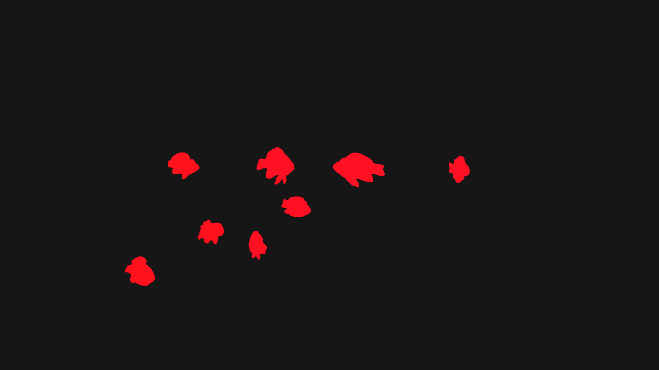 Red sea sergeant major fish