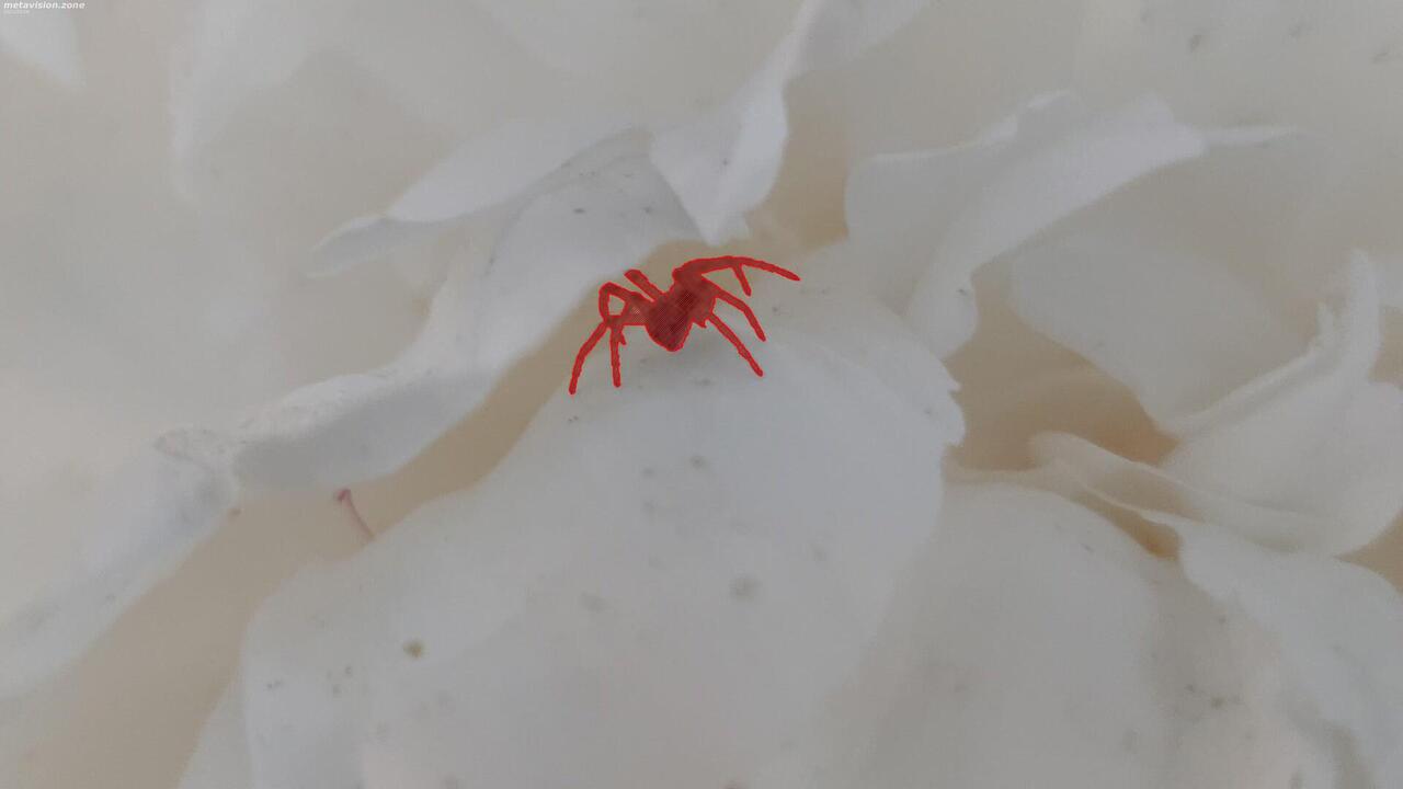 Flower spider
