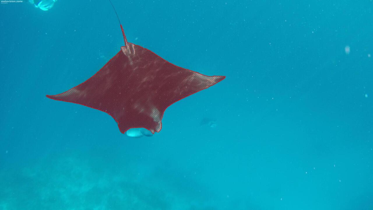 Manta ray