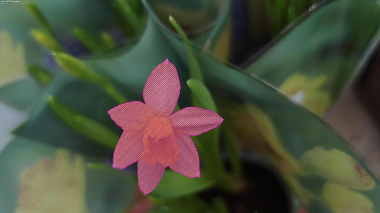 Yellow narcissus flower